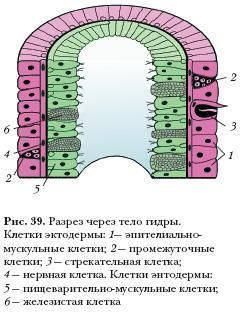 Магазин кракен даркнететамбов