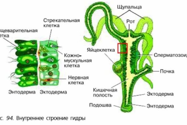 Кракен 18 вход